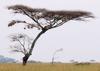 Mating Leopards, Serengeti