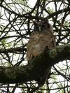 Owl, Serengeti