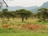 Impala Harem, Serengeti