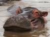 Bathing Hippo, Serengeti