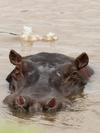 Gassy Hippo, Serengeti