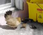portraitofahenandchicks_small.jpg