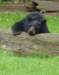 sleepyblackbearneworleans_small.jpg
