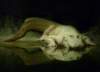 whitealligatorneworleans_small.jpg